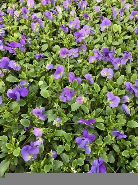 角堇第二年会复花吗