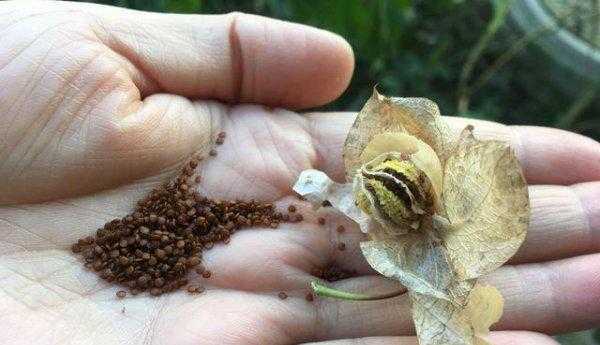 冰粉是什么做的