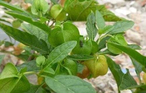 冰粉是什么做的