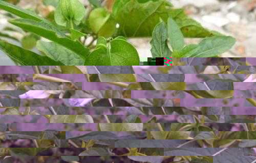 冰粉是什么做的