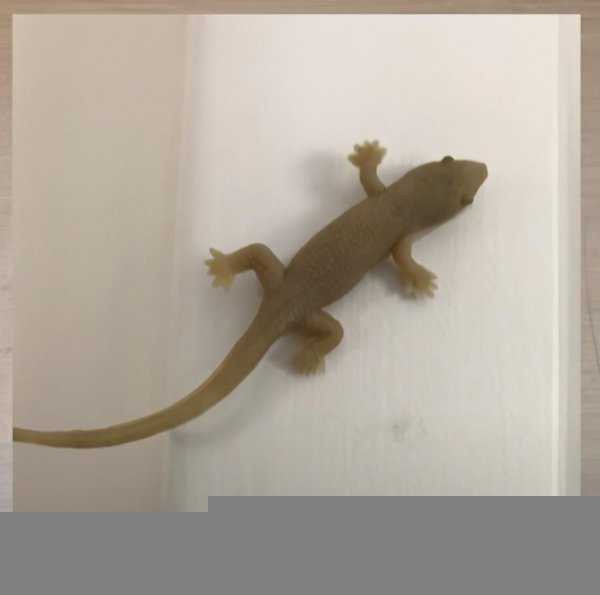 壁虎怕什么气味和东西