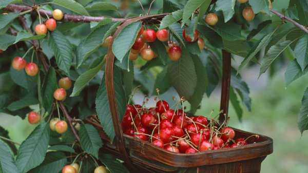 樱桃里几乎都有虫子吗