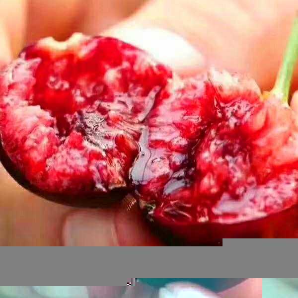 樱桃里几乎都有虫子吗