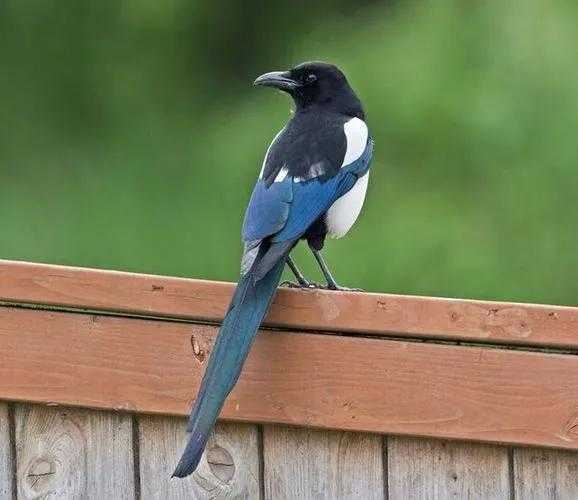 喜鹊的克星是什么动物