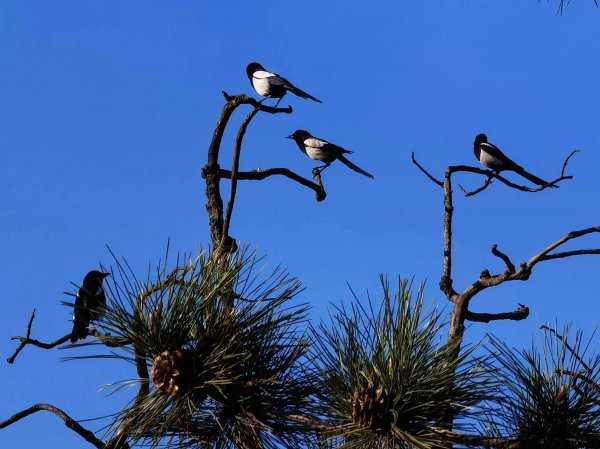 喜鹊的克星是什么动物