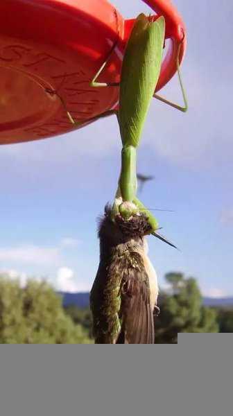 螳螂的特点介绍