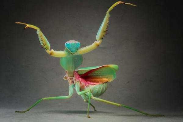 螳螂的特点介绍