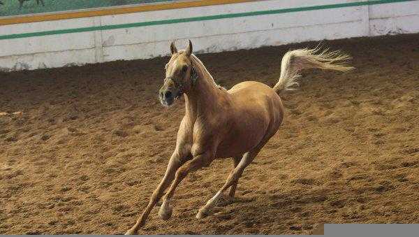 马是怎么配的种