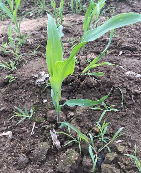 玉米地除草剂什么时候打最好