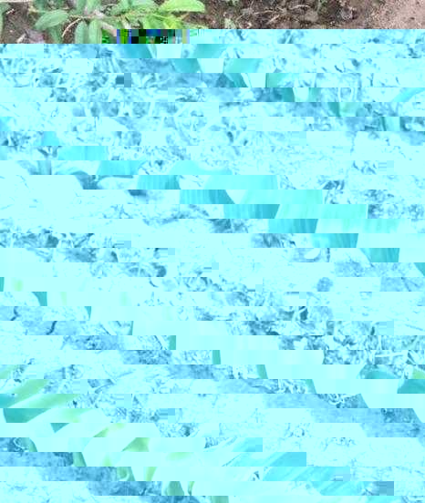 玉米地除草剂什么时候打最好