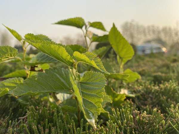 桑叶什么时候采摘最好