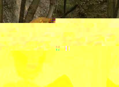 长寿花喜阴还是喜阳光