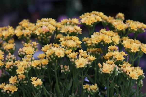 长寿花喜阴还是喜阳光