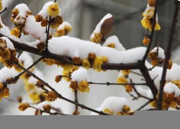 耐旱又耐寒好成活的植物