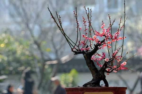 耐旱又耐寒好成活的植物