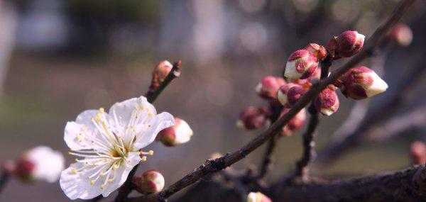 梅花的文化内涵有哪些