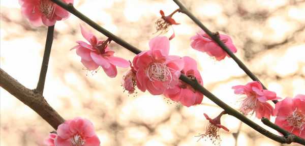 梅花的文化内涵有哪些