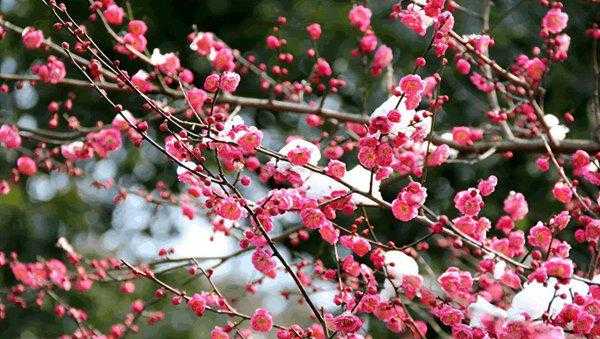 梅花的文化内涵有哪些