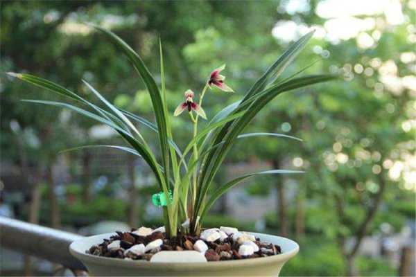 花中君子是哪四种花