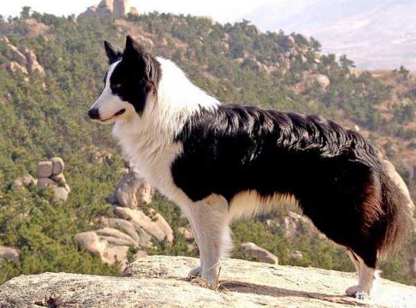 猪的智商相当于人几岁