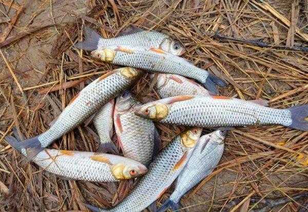 红眼鱼怎么钓最佳