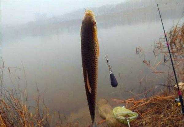 红眼鱼怎么钓最佳