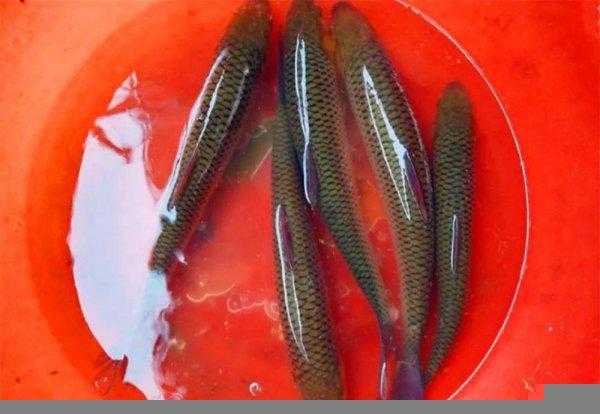 红眼鱼怎么钓最佳