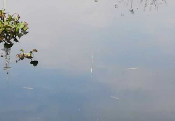 小跑铅钓法图解及调漂技巧