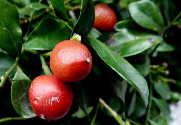 九里香可以放在卧室里吗