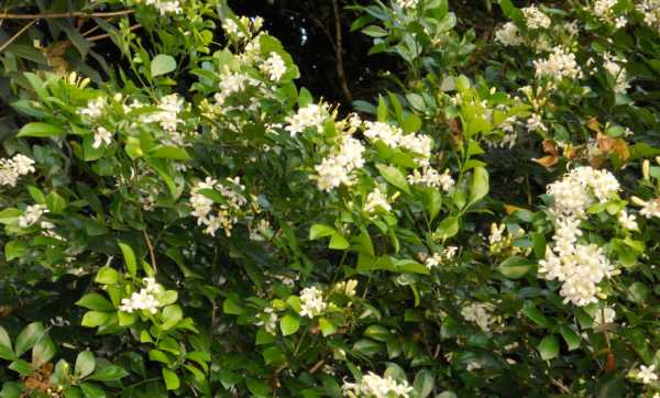 九里香可以放在卧室里吗