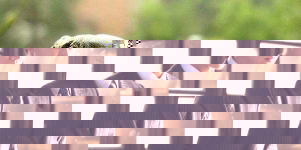 电视剧秋蝉剧情介绍