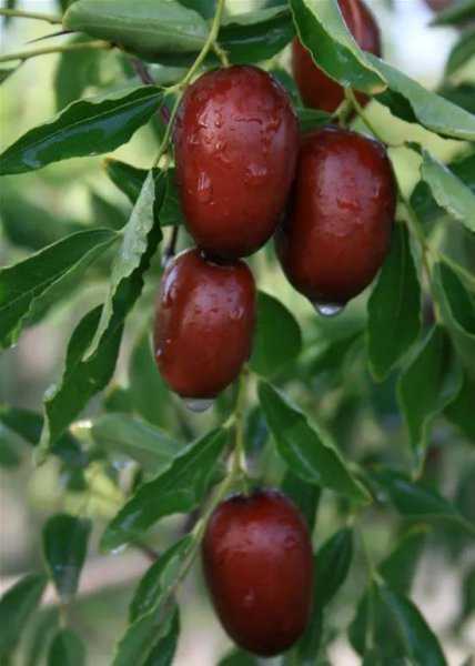 新疆有多少平方公里