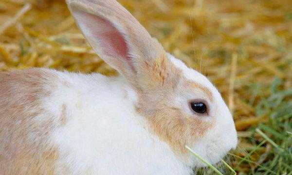 各种小动物的避暑方法