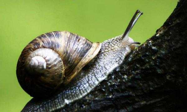 各种小动物的避暑方法