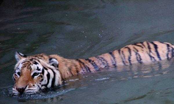 各种小动物的避暑方法