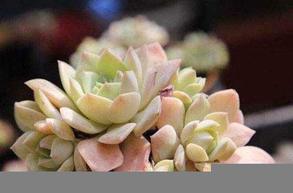 多肉中间窜出小头怎么办