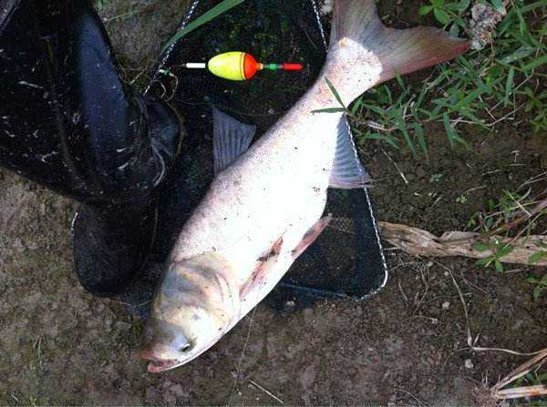 鲢鳙钓多深合适