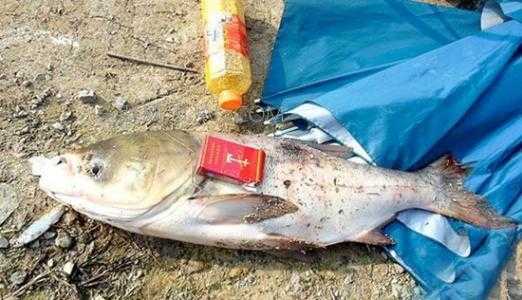 鲢鳙钓多深合适