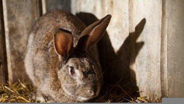 兔子一年繁殖几窝