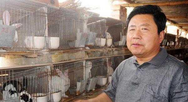 兔子一年繁殖几窝