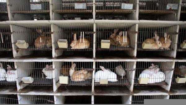 兔子一年繁殖几窝