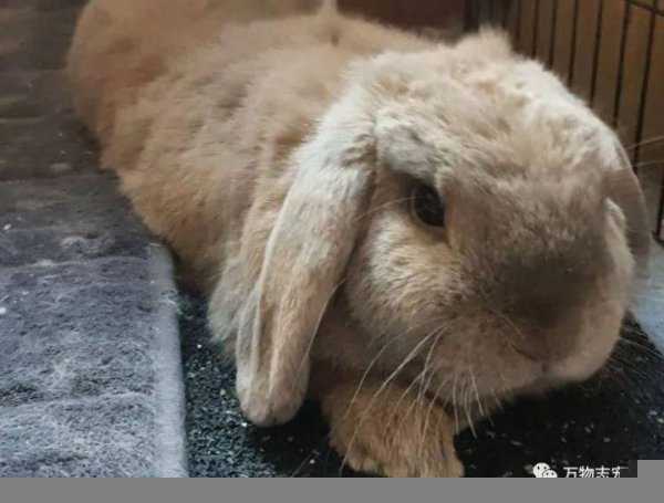 兔子智商等于几岁人类