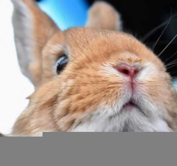 兔子智商等于几岁人类