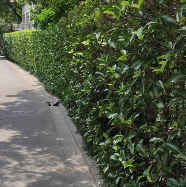 四季常青植物篱笆墙