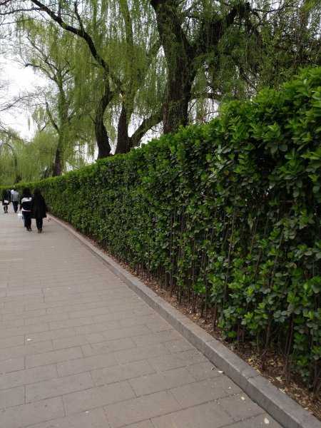 四季常青植物篱笆墙