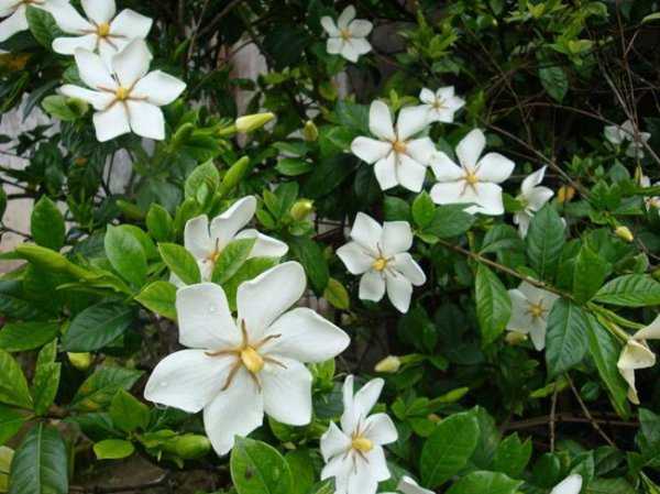 栀子花什么味道