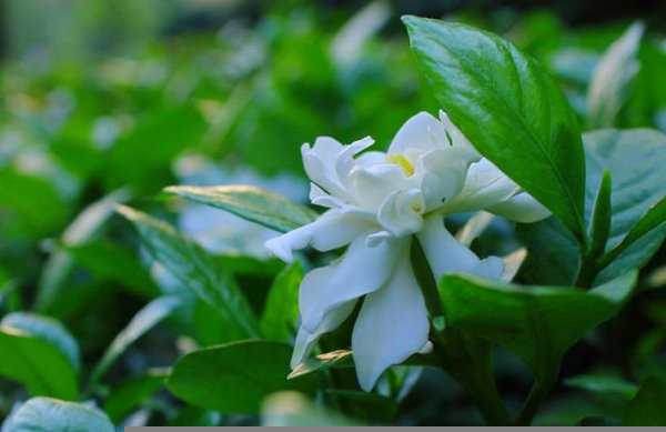 栀子花什么味道