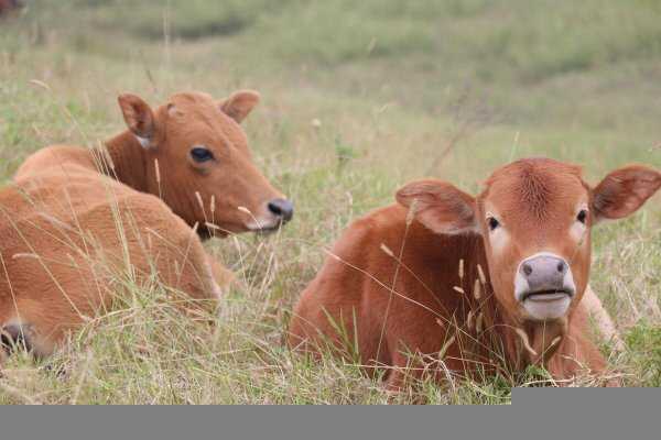最贵的牛是什么牛哪个国家的