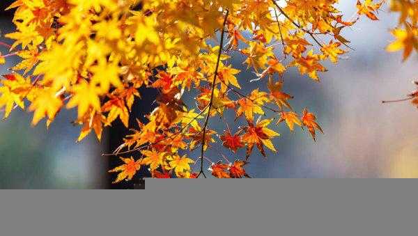 原耽里文笔极佳的句子