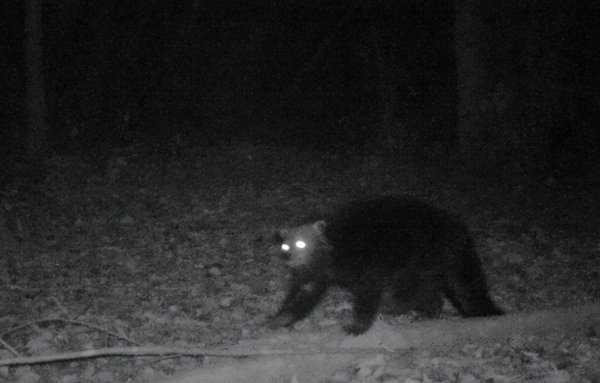 五条腿的动物有没有